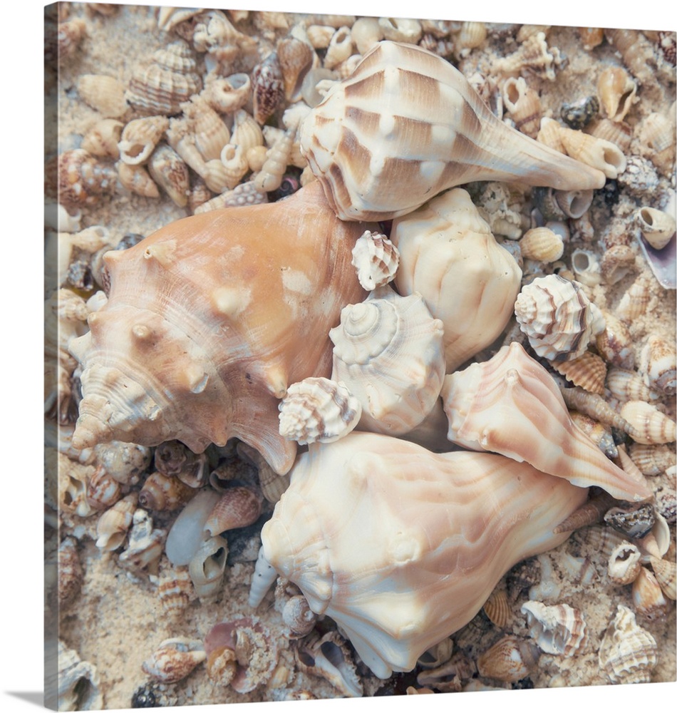 Square photograph of conch shells in the center and other small shells surrounding them.