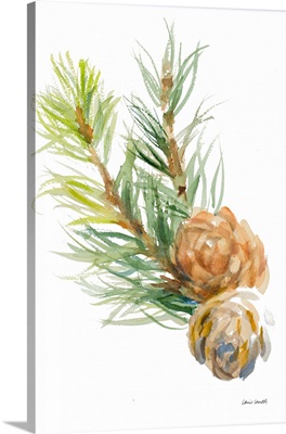 Spruce Branches and Two Cones