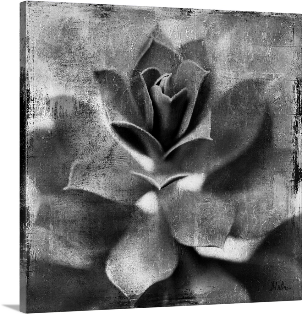 Black and white artwork of a succulent plant with textured accents.