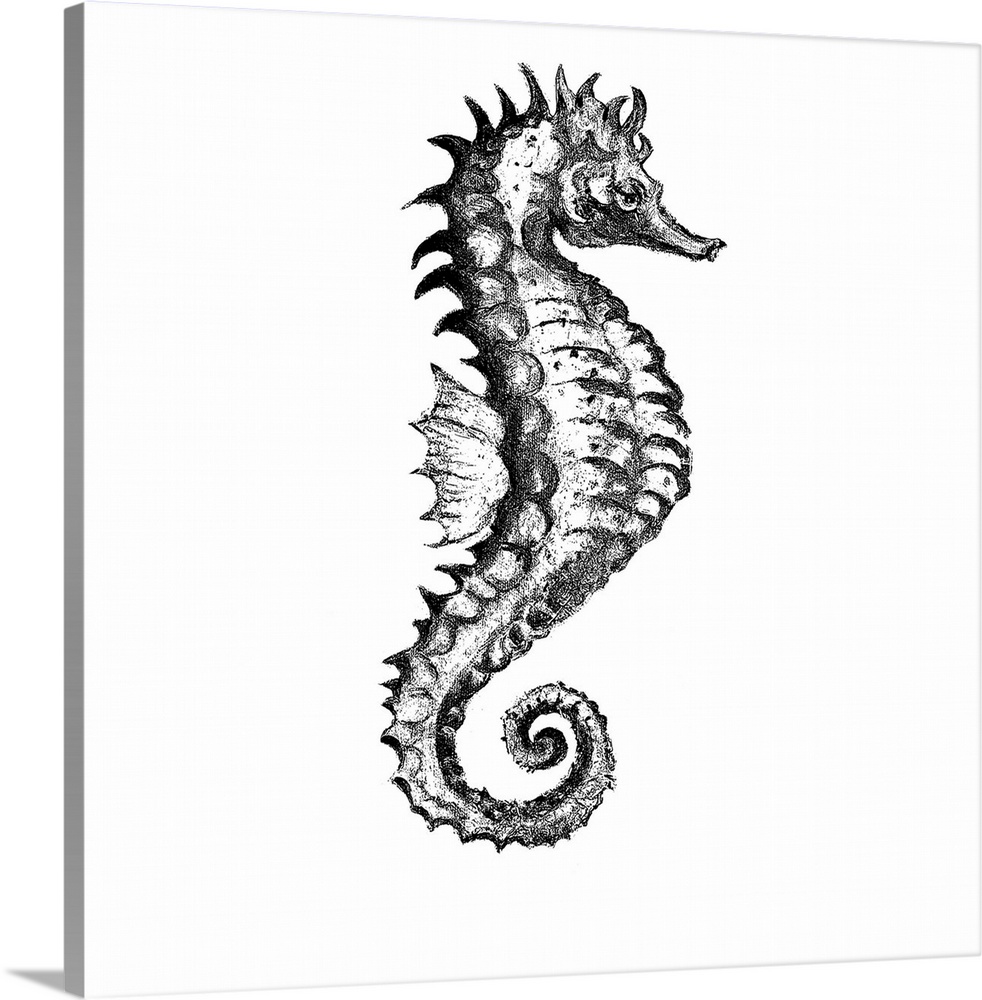 Artwork of a seahorse with a sketchy look to it.