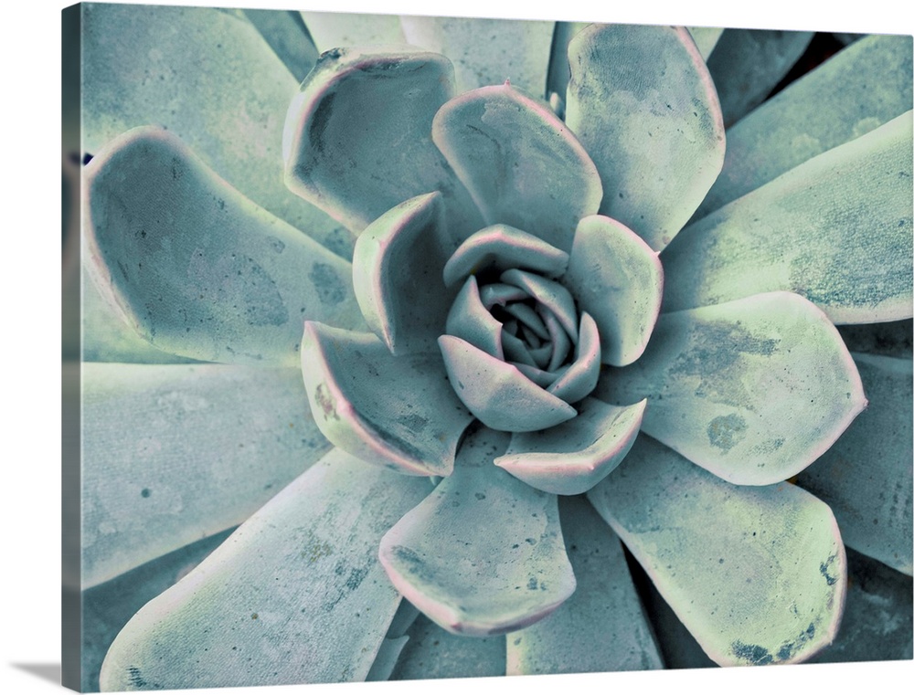 Close-up photograph in a faded style of a succulent with fanned out petals.