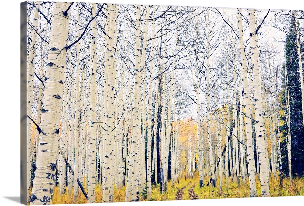 A forest of white birch trees in autumn.
