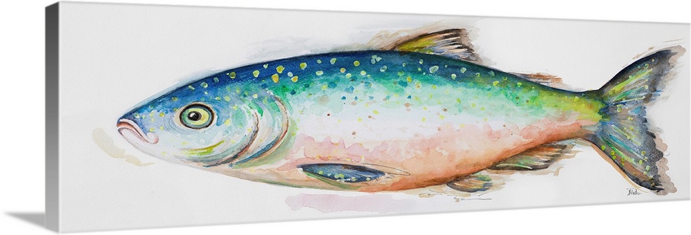 Watercolor painting of a freshwater fish.