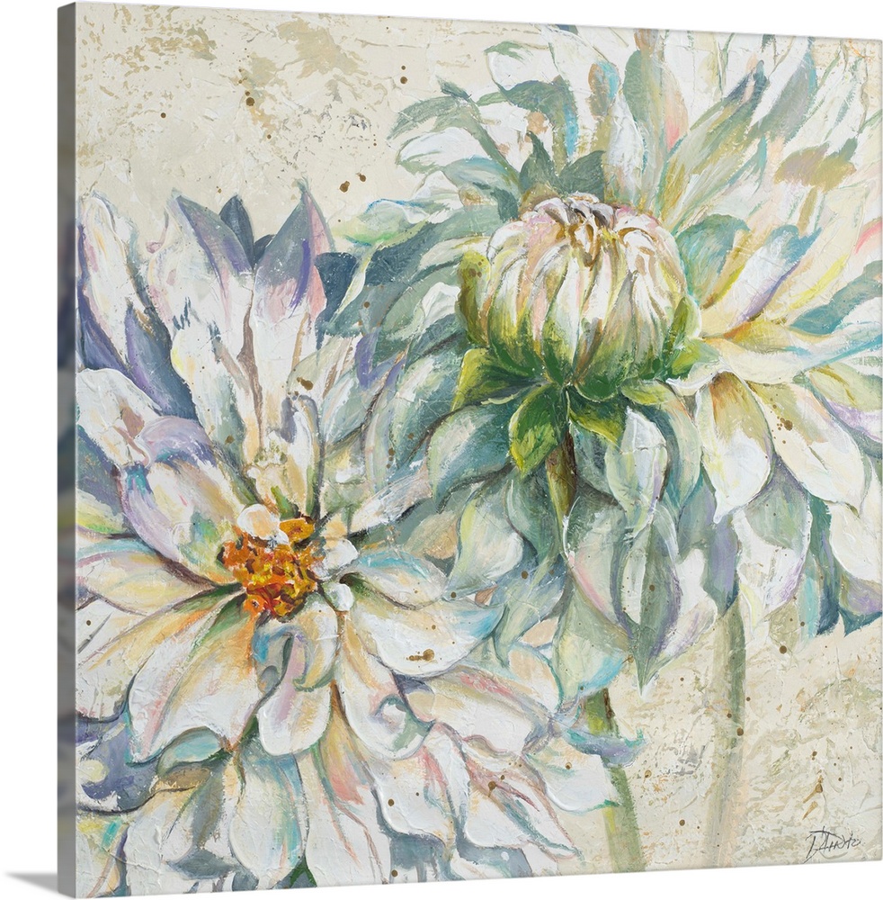 Decorative artwork of two dahlia flowers with several pointed petals.