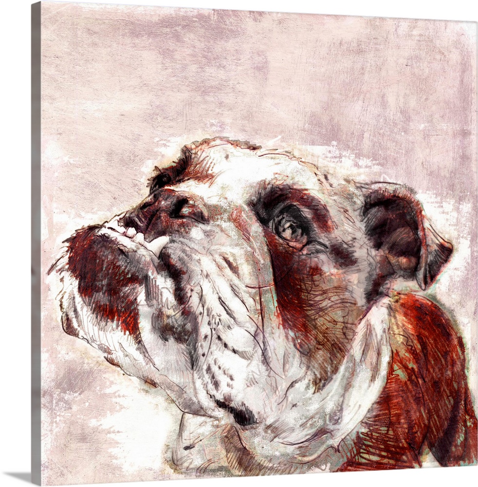 Contemporary painting of an English Bulldog.