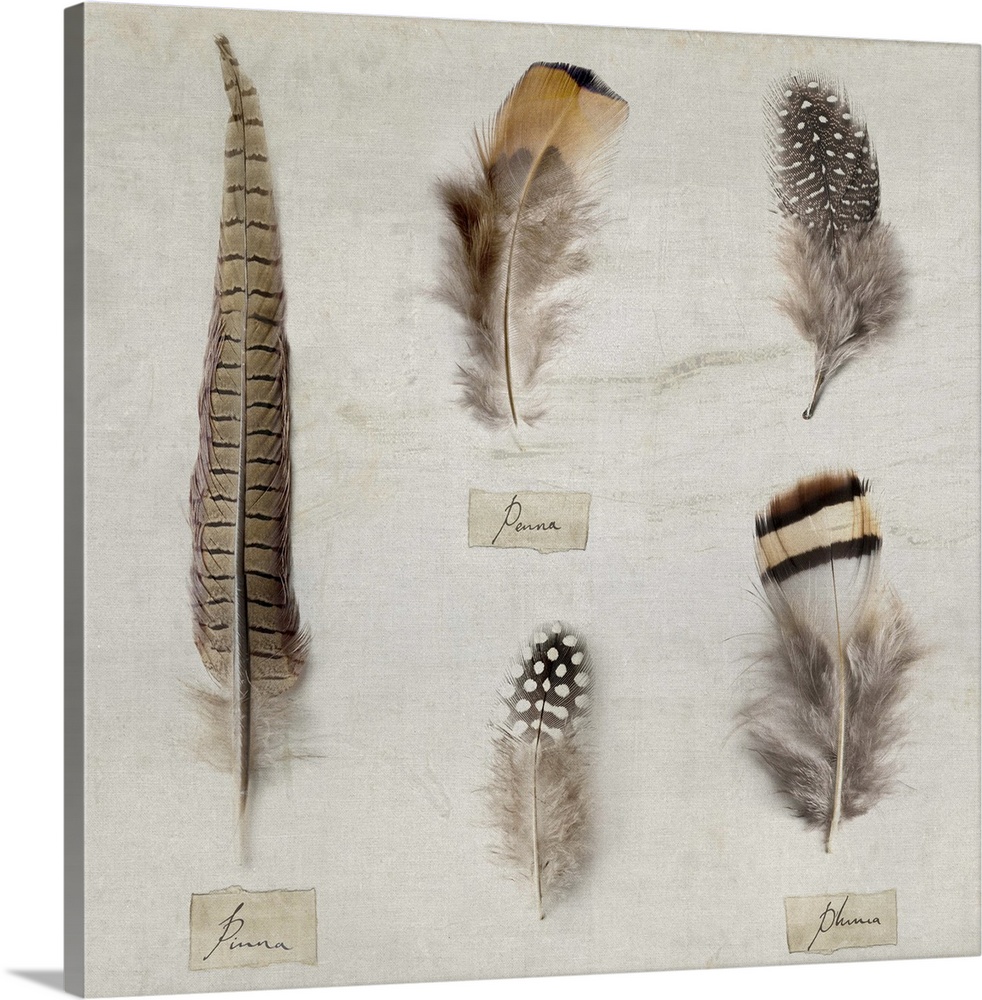 Contemporary illustration of different feathers on rustic looking background.
