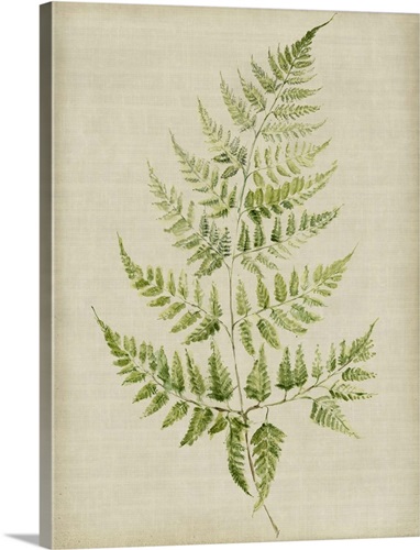 Fern II Wall Art, Canvas Prints, Framed Prints, Wall Peels | Great Big ...