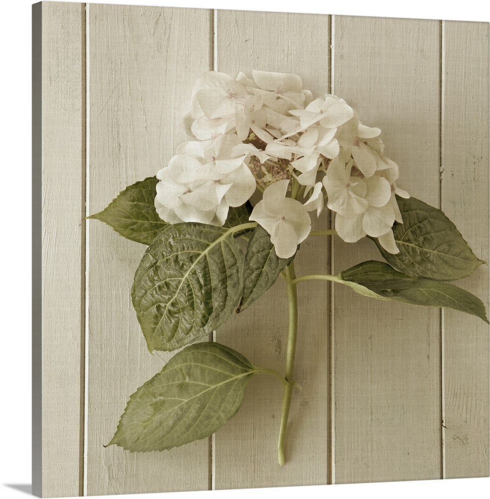 Hydrangea Wall Art, Canvas Prints, Framed Prints, Wall Peels | Great