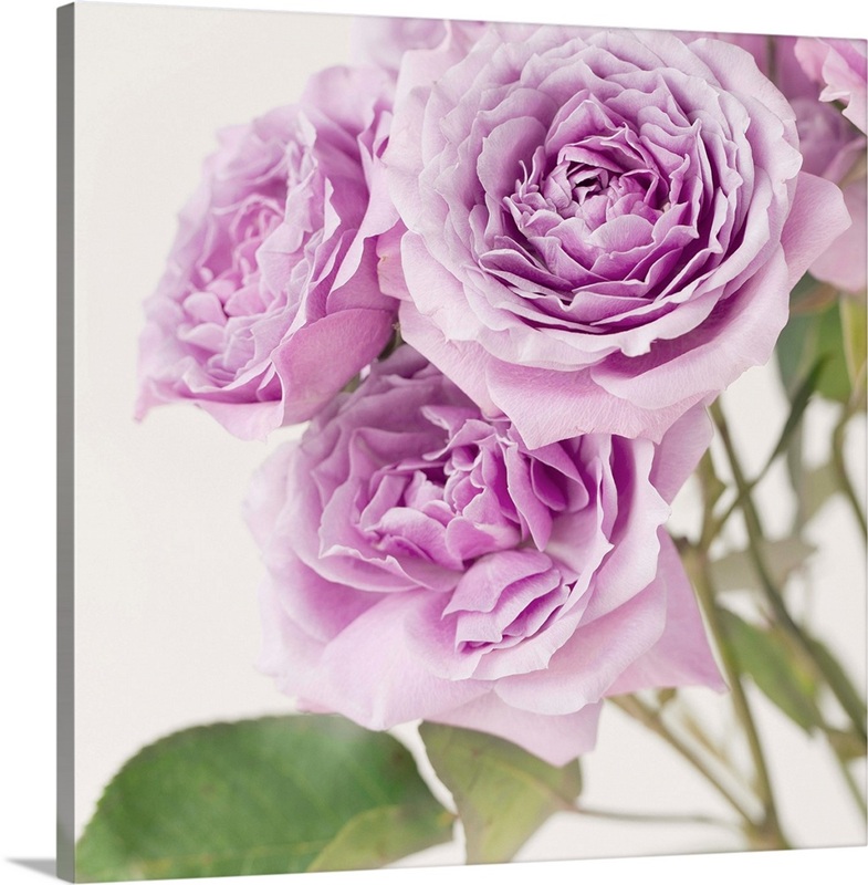 Lilac Roses Texture Lilac Roses | Great Big Canvas