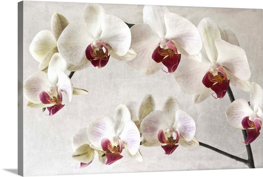 A close-up photograph of white orchids with red centers.