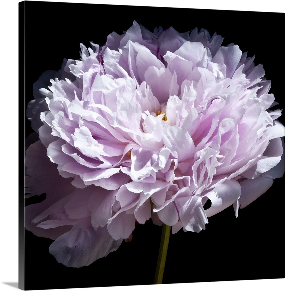 Pink Peony Wall Art, Canvas Prints, Framed Prints, Wall Peels Great