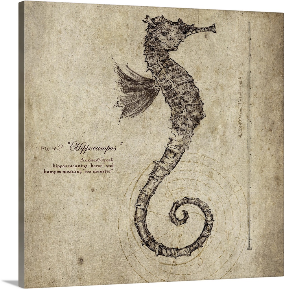 Contemporary artwork of a vintage looking scientific drawing of a seahorse profile.