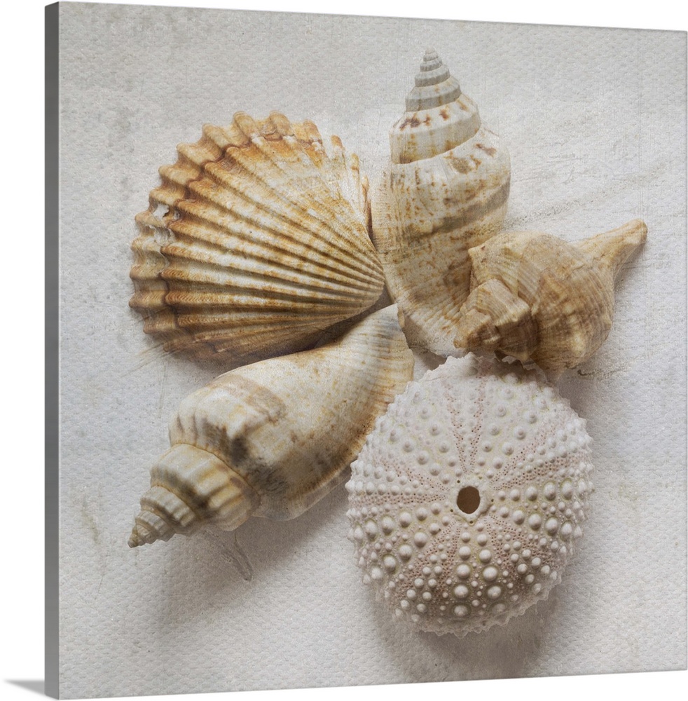 Weathered looking photograph of a group of ornate seashells.