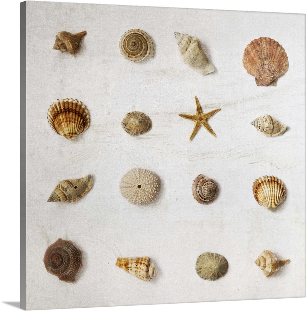 Photograph of different seashells lined up in rows.