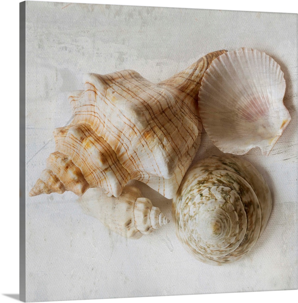 Weathered looking photograph of a group of ornate seashells.