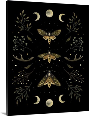 Death Head Moth Night