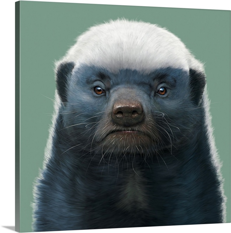 honey-badger-portrait-great-big-canvas