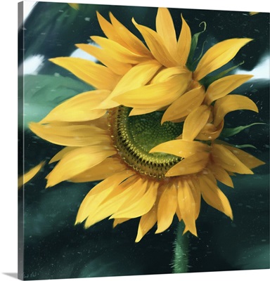 Windy Sunflower