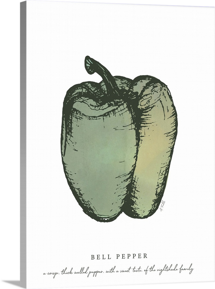 Watercolor and Ink painting of a green bell pepper with script fact.