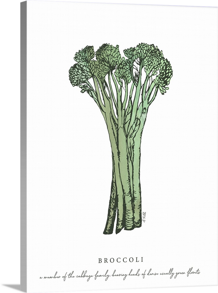 Watercolor and Ink painting of broccoli with script fact.