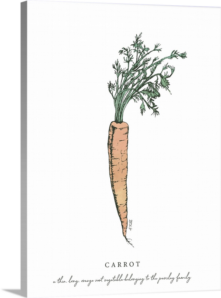 Watercolor and Ink painting of a carrot with script fact.