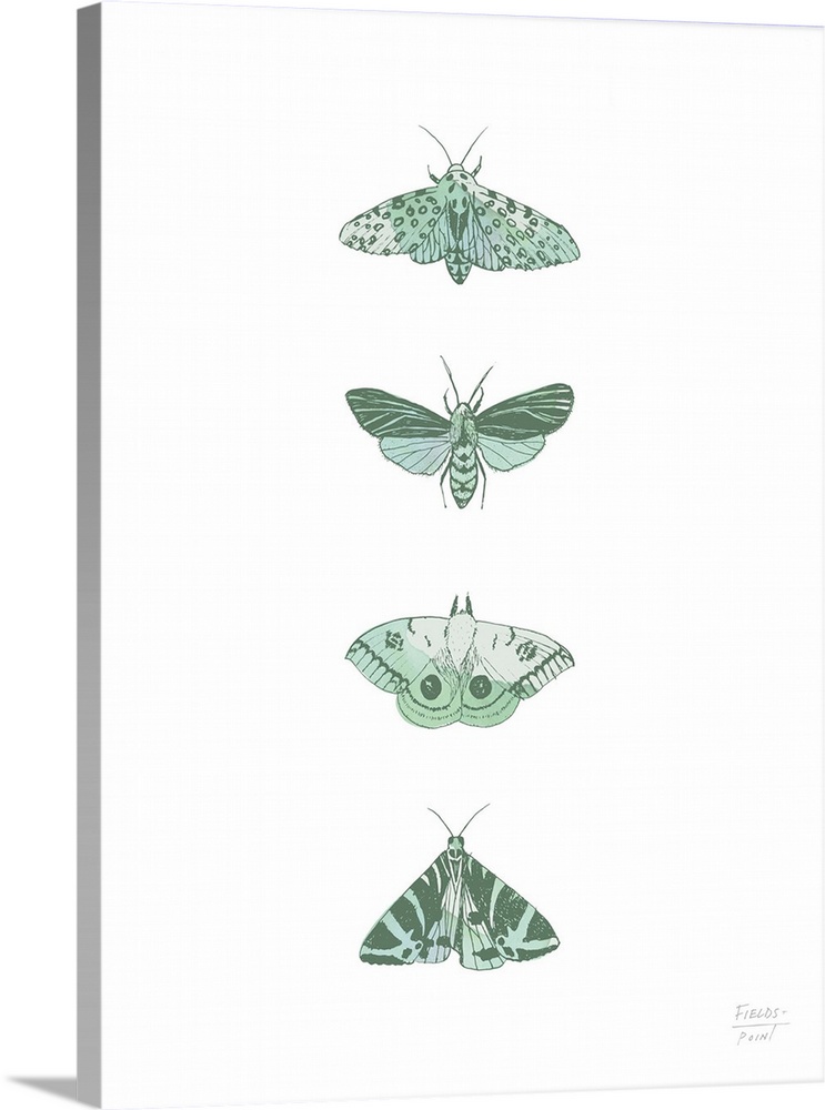 Watercolor and ink print with four different species of moths.