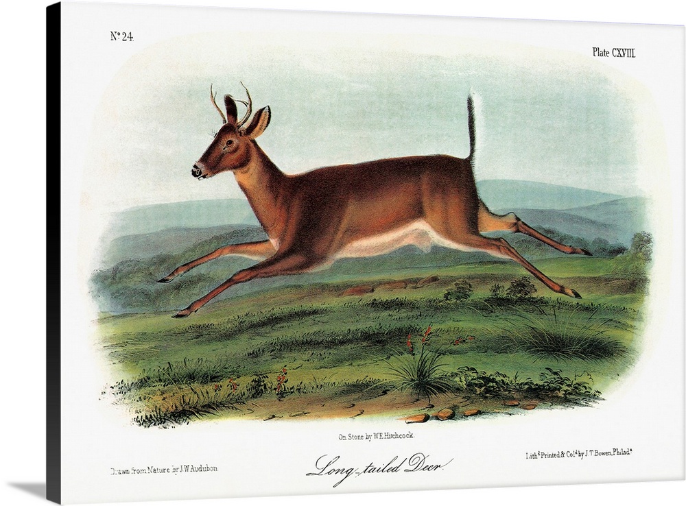 A male Columbian white-tailed deer, formerly known as the long-tailed deer (Odocoileus virginianus leucurus). Lithograph, ...