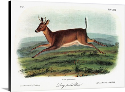 A male Columbian white-tailed deer, formerly known as the long-tailed deer