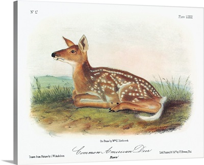 A white-tailed deer fawn