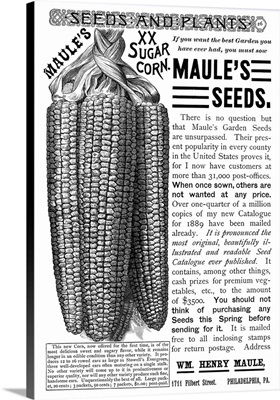 Advertisement For Maule's Corn Seeds, 1889