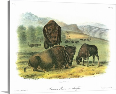 American bison, or buffalo