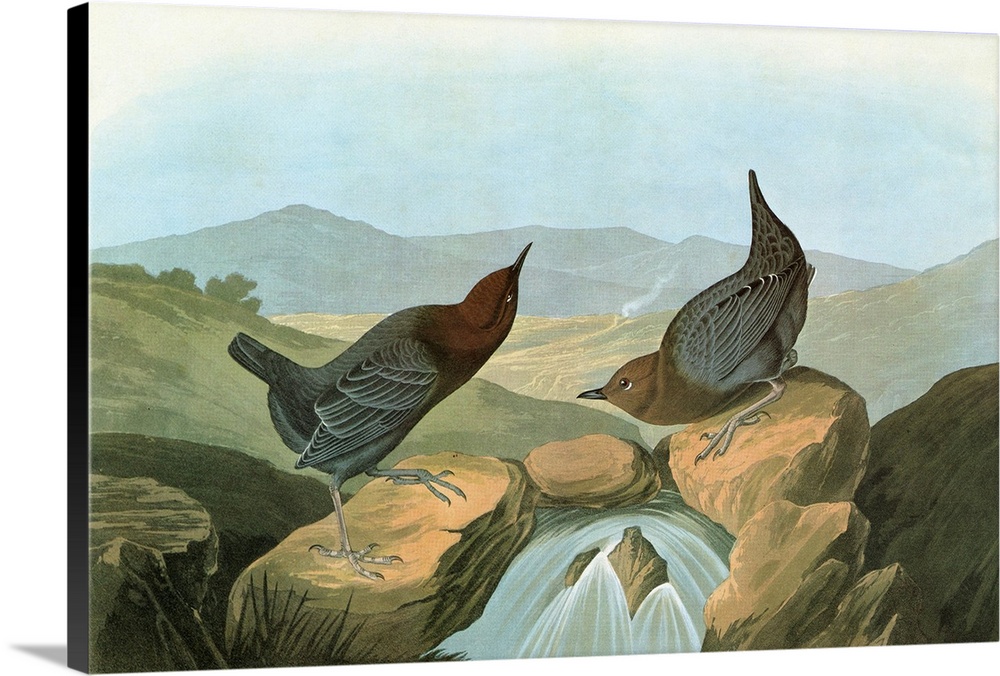 American Dipper, or Water Ouzel (Cinclus mexicanus). Engraving after John James Audubon for his 'Birds of America,' 1827-38.
