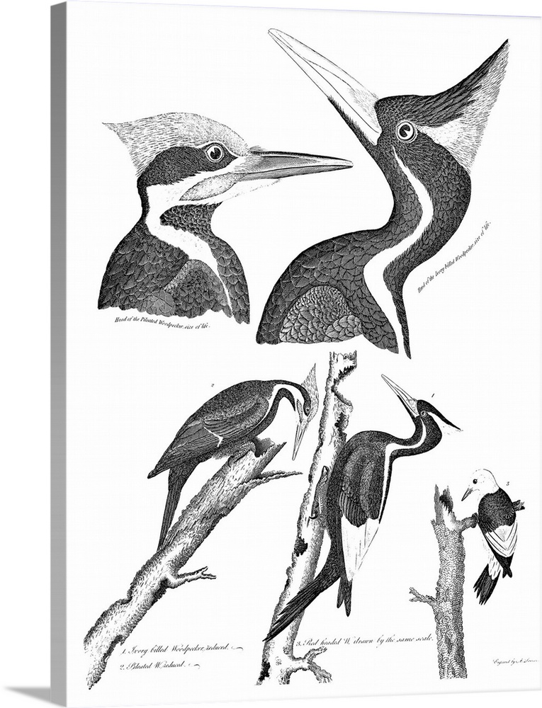 American Ornithology. 1. Ivory-Billed Woodpecker 2. Pileated Woodpecker 3. Red-Headed Woodpecker. Line Engraving From Alex...
