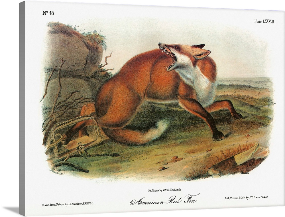 American red fox (Vulpes vulpes fulvus). Lithograph, c1851, after a painting by John James Audubon for his 'Viviparous Qua...