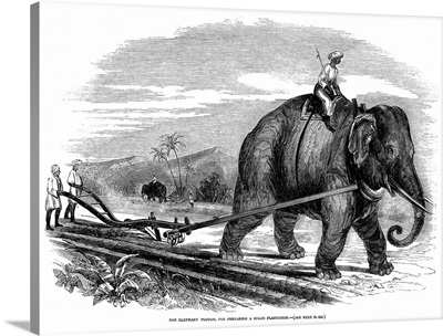 An Elephant Plowing A Field On A Sugar Plantation In India, 1847