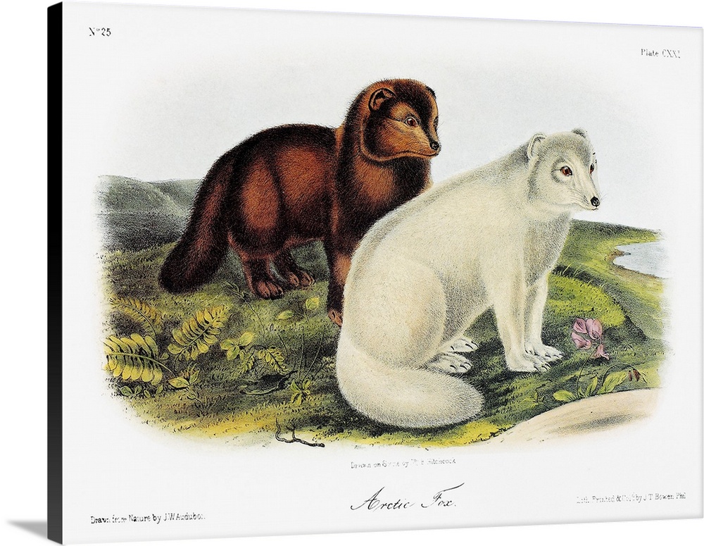 Arctic fox (Vulpes lagopus), in summer (left) and winter fur. Lithograph, c1854, after a painting by John Woodhouse Audubo...