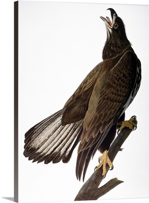 Audubon: Bald Eagle