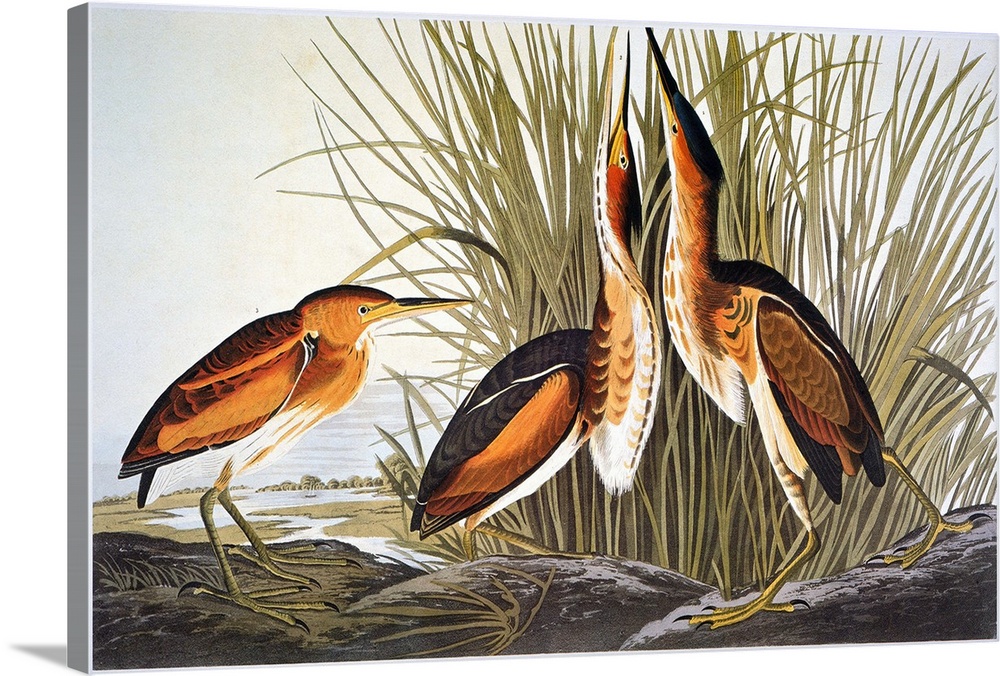Least bittern (Ixobrychus exilis), from John James Audubon's 'The Birds of America,' 1827-1838.