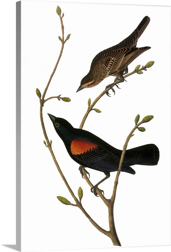 Red-winged Blackbird (Agelaius phoeniceus), from John James Audubon's 'The Birds of America,' 1827-1838.