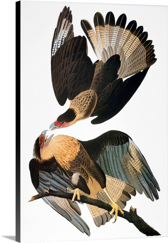 Crested Caracara (Caracara cheriway), also known as the Brazilian Caracara Eagle, after John James Audubon for his 'Birds ...