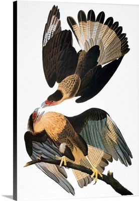 Audubon: Caracara
