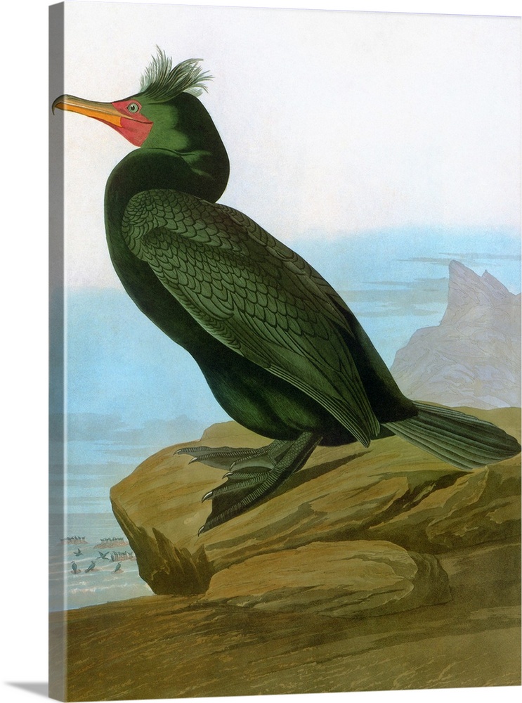 Double-crested Cormorant (Phalacrocorax auritus), from John James Audubon's 'Birds of America,' 1827-1838.