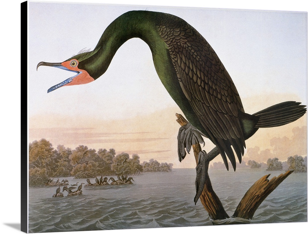 Double-crested Cormorant, or Florida Cormorant (Phalacrocorax auritus), from John James Audubon's 'Birds of America,' 1827...