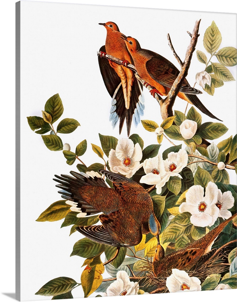 Mourning Dove (Zenaida macroura), from John James Audubon's 'The Birds of America,' 1827-1838.
