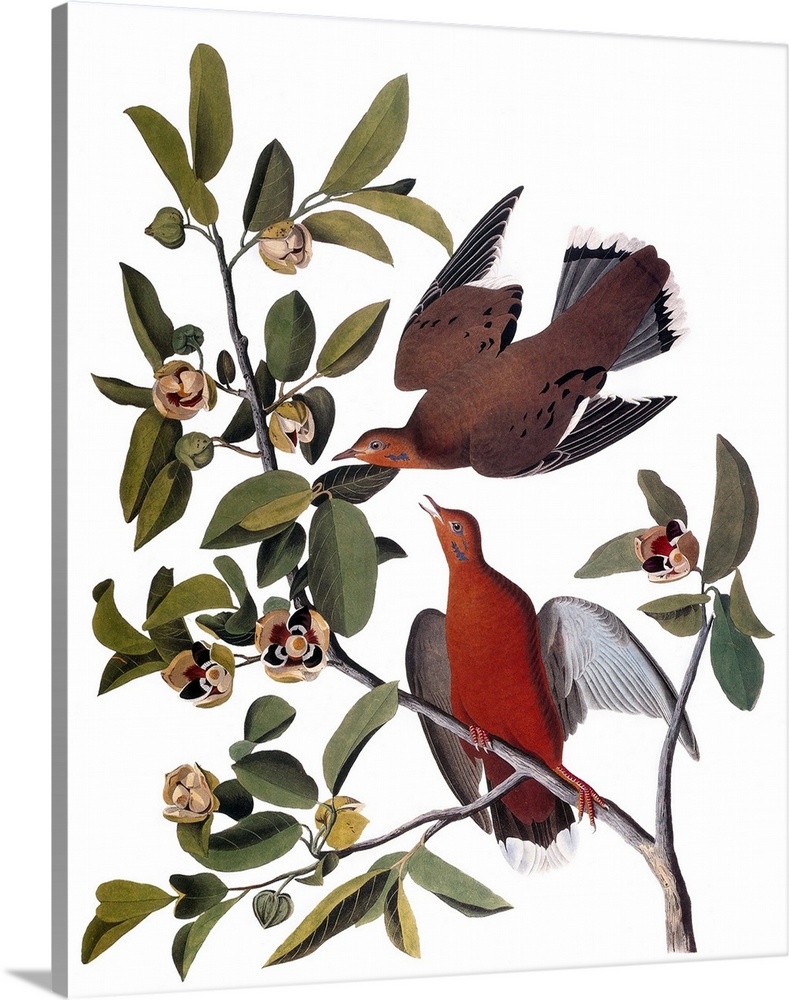 Zenaida Dove (Zenaida aurita), after John James Audubon for his 'Birds of America,' 1827-38.