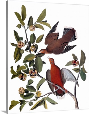 Audubon: Dove