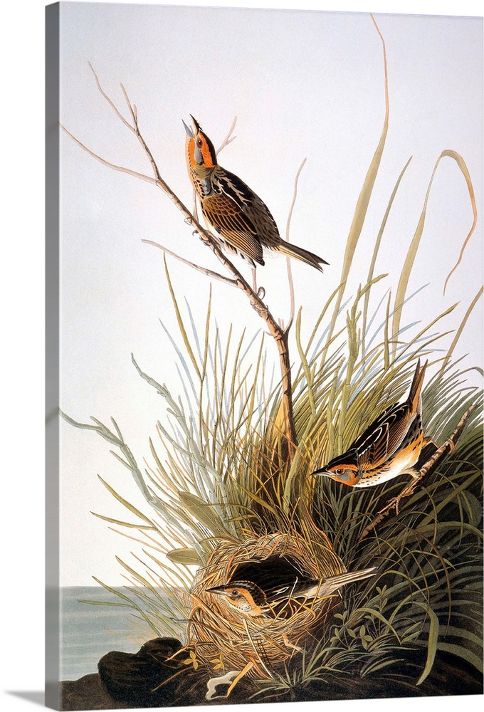 Sharp-tailed Finch (Ammospiza caudacuta), from John James Audubon's 'The Birds of America,' 1827-1838.