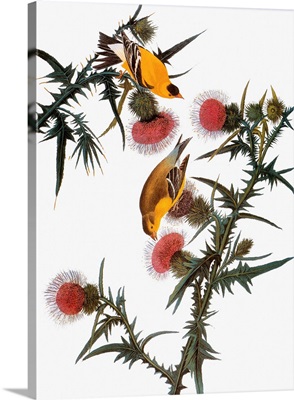 Audubon: Goldfinch