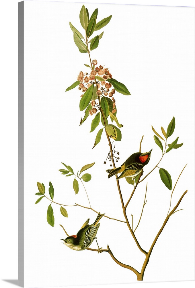 Ruby-crowned Kinglet, or Ruby-crowned Wren (Regulus calendula). Color engraving from John James Audubon's 'The Birds of Am...