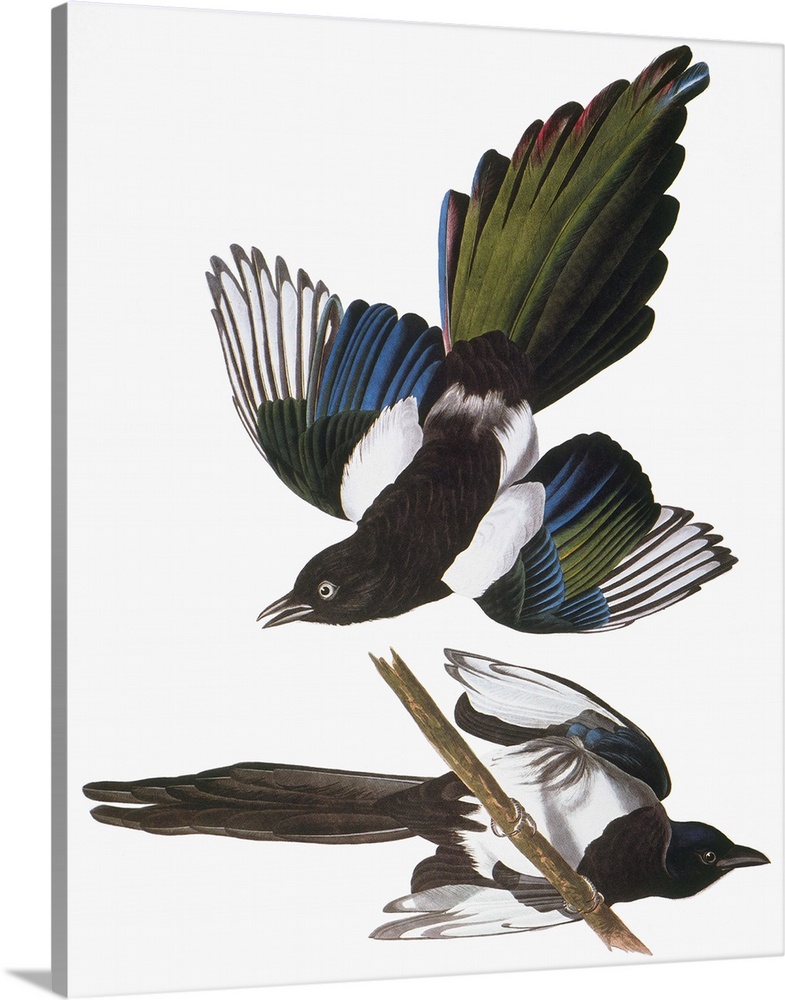 Black-billed Magpie (Pica pica), from John James Audubon's 'The Birds of America,' 1827-1838.